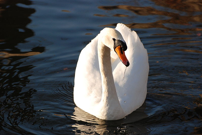 800px Mute Swan Osaka