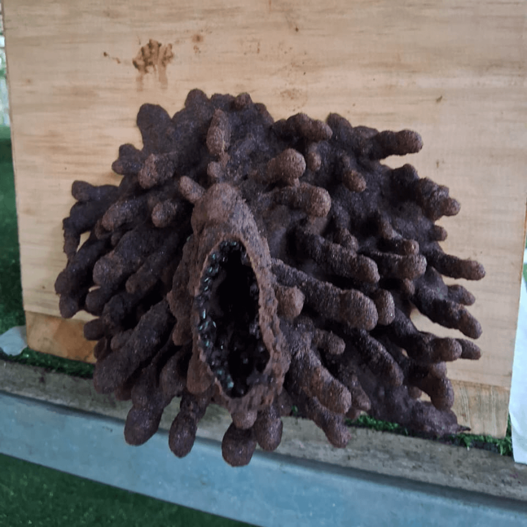 Comportamento de abelhas cleptobióticas
