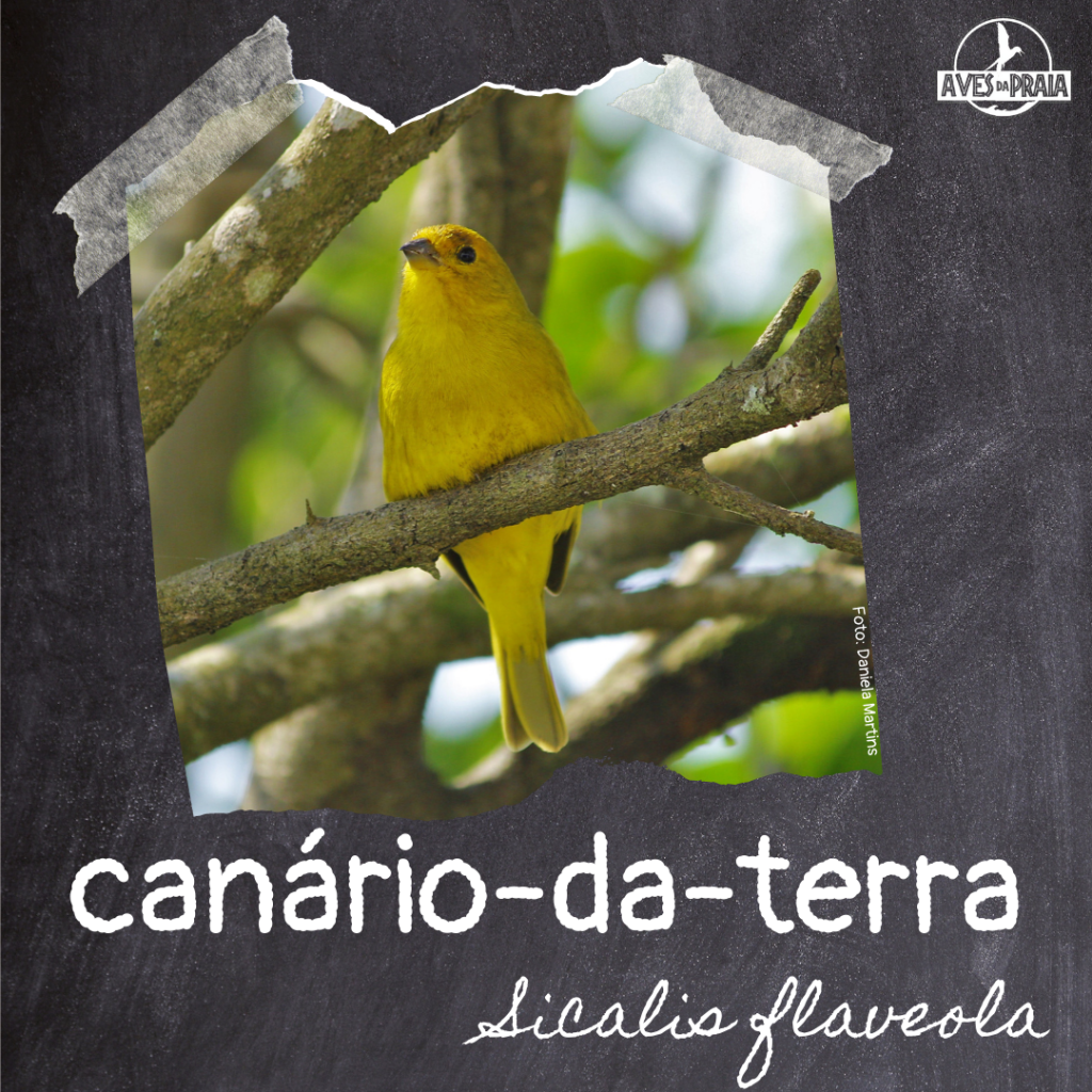 Canário-da-terra (Sicalis flaveola)