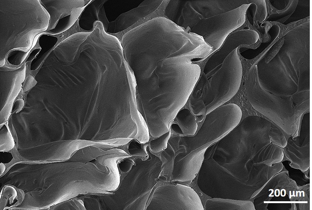 "Espuma de poliuretano com poliol de lignina e carga de nanocelulose Grupo de materiais compósitos e nanocompósitos (GCOMP ) do Departamento de Materiais da Escola de Engenharia da UFRGS Equipamento: MEV Zeiss EVO MA10 "