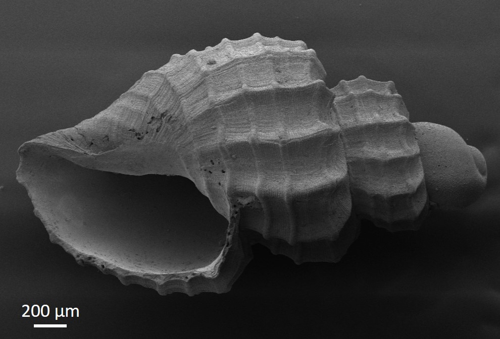 "Concha de caramujo marinho Microcancilla phoenix Amostra da Coleção de Mollusca do Museu de Ciências Naturais, CECLIMAR-UFRGS. Esta espécie foi nomeada como uma homenagem ao Museu Nacional-UFRJ, após o incêndio (set/2018) que destruiu importantes acervos dessa instituição. O nome 'phoenix' remete à ave Fênix da mitologia grega, que ressurge das cinzas. O exemplar ilustrado foi coletado a partir de campanhas oceanográficas do Programa REVIZEE - Score Sul, projeto de grande relevância para o conhecimento da biodiversidade marinha do Brasil. Laboratório de Malacologia, Departamento de Zoologia, Instituto de Biociências da UFRGS. Equipamento: MEV Zeiss EVO MA10 "