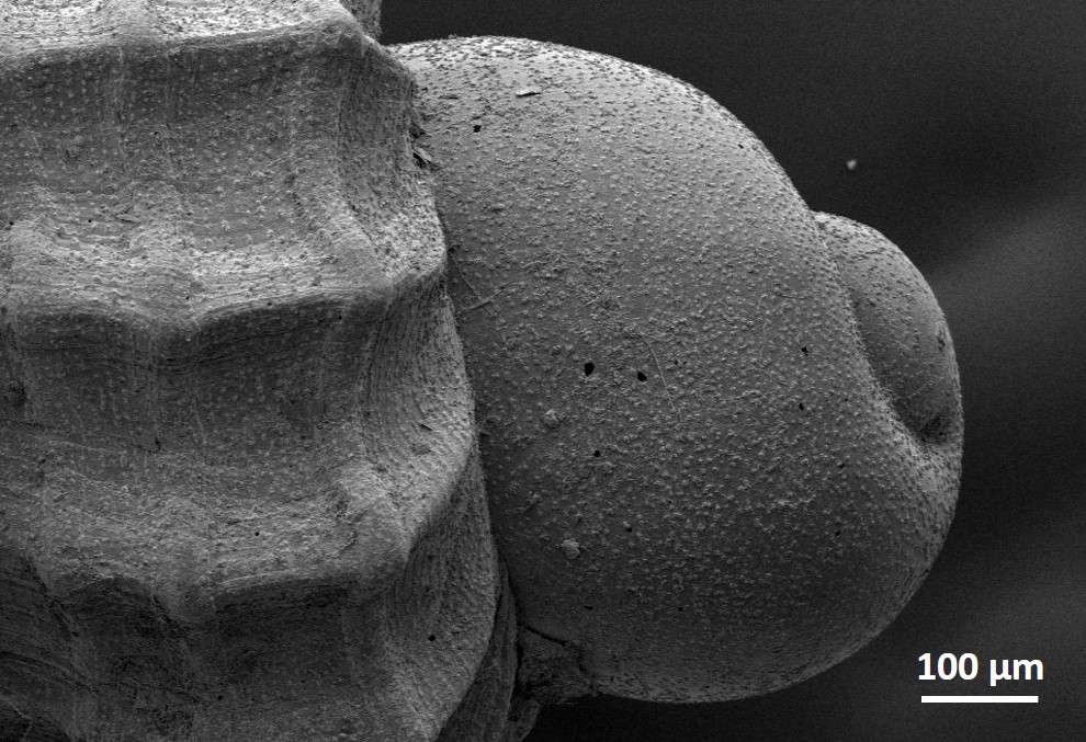 "Concha de caramujo marinho Microcancilla phoenix Amostra da Coleção de Mollusca do Museu de Ciências Naturais, CECLIMAR-UFRGS. Esta espécie foi nomeada como uma homenagem ao Museu Nacional-UFRJ, após o incêndio (set/2018) que destruiu importantes acervos dessa instituição. O nome 'phoenix' remete à ave Fênix da mitologia grega, que ressurge das cinzas. O exemplar ilustrado foi coletado a partir de campanhas oceanográficas do Programa REVIZEE - Score Sul, projeto de grande relevância para o conhecimento da biodiversidade marinha do Brasil. Laboratório de Malacologia, Departamento de Zoologia, Instituto de Biociências da UFRGS. Equipamento: MEV Zeiss EVO MA10 "