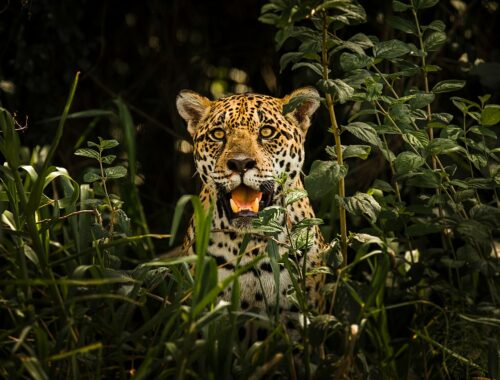 Onça do Pantanal / Leonardo Ramos (Wikimedia Commons)
