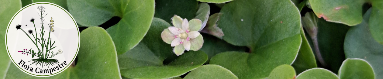 Flora Campestre