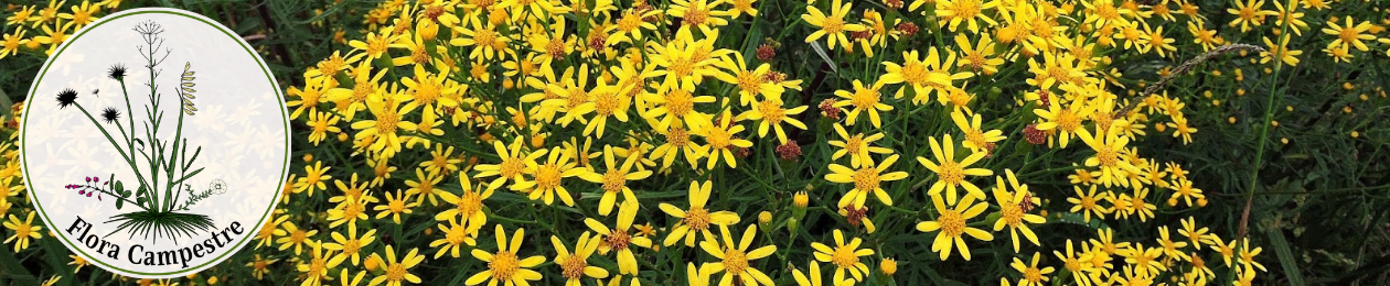 Flora Campestre