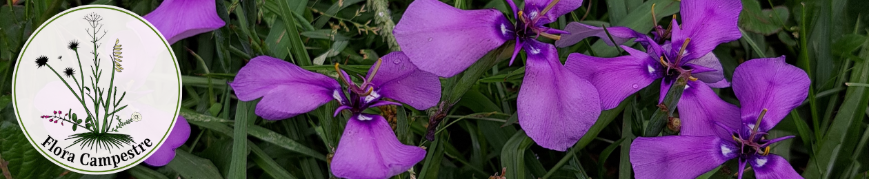Flora Campestre
