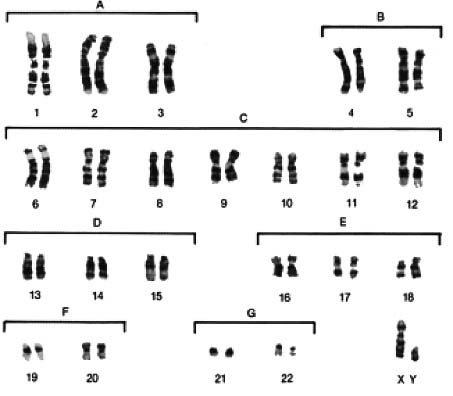DNA structure analysis