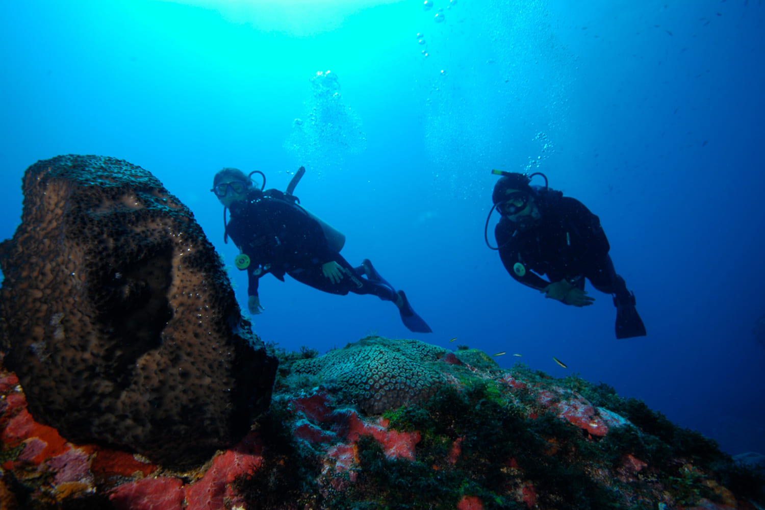 Corais aparecem em primeiro plano, enquanto dois mergulhadores estão atrás, olhando para a câmera no fundo do mar. Ambos estão com trajes próprios para mergulho profissional, com bolhas de ar saindo de suas bocas.