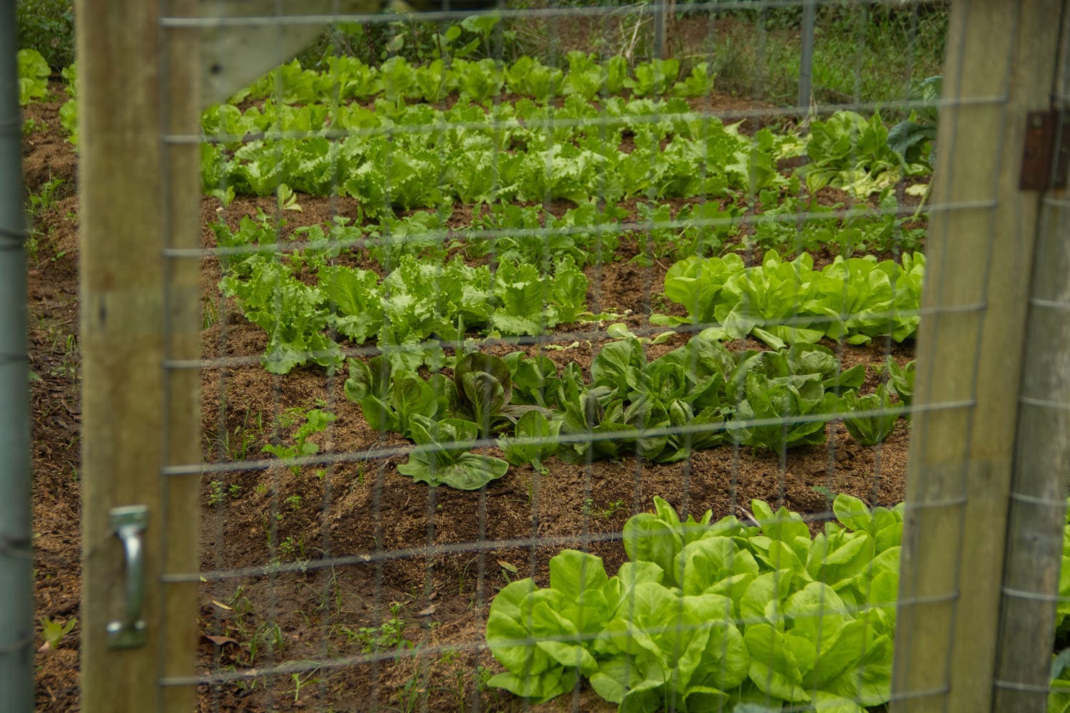 Plantação aparece ao fundo, cercada por grade de ferro.