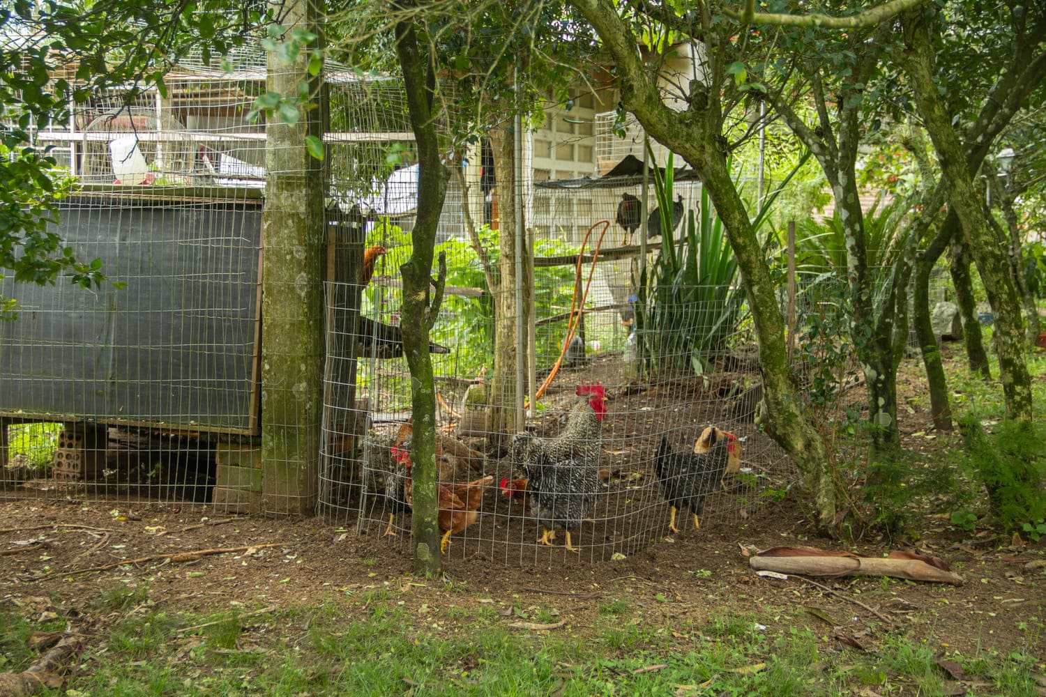 Galinhas aparecem em cercado de ferro, enquanto a volta estão árvores e demais plantações. Além disso, uma casa está ao fundo.