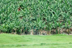 Agricultura orgânica propicia modelo de economia sustentável no Litoral Norte