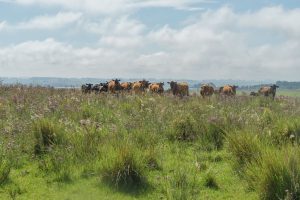 Apesar de mudanças na lei, bioma Pampa sofre com perda de vegetação