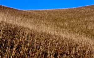 Pecuária desempenha papel importante na conservação do campo nativo do Rio Grande do Sul