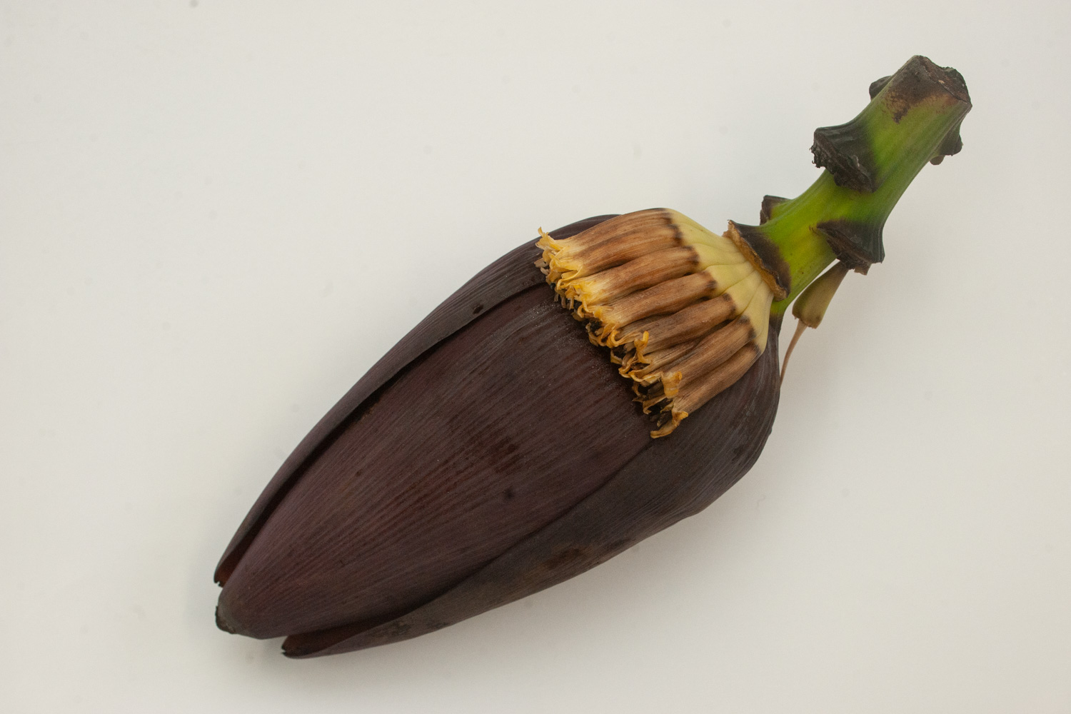 Fotografia mostra o mangará ou, como é popularmente conhecido, "umbigo de bananeira", usado na produção de recheio para pães de beterraba