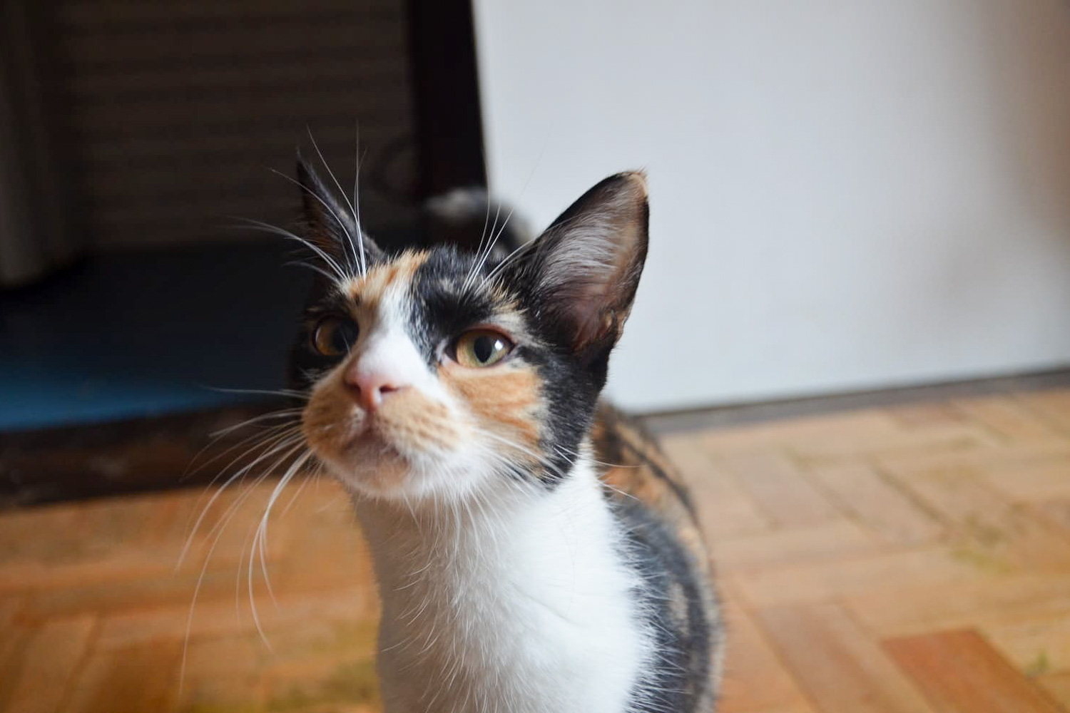 Fotografia de uma gata busca ilustrar relação entre gatos e seus tutores, uma das alterações apontadas por pesquisadora da Veterinária/UFRGS