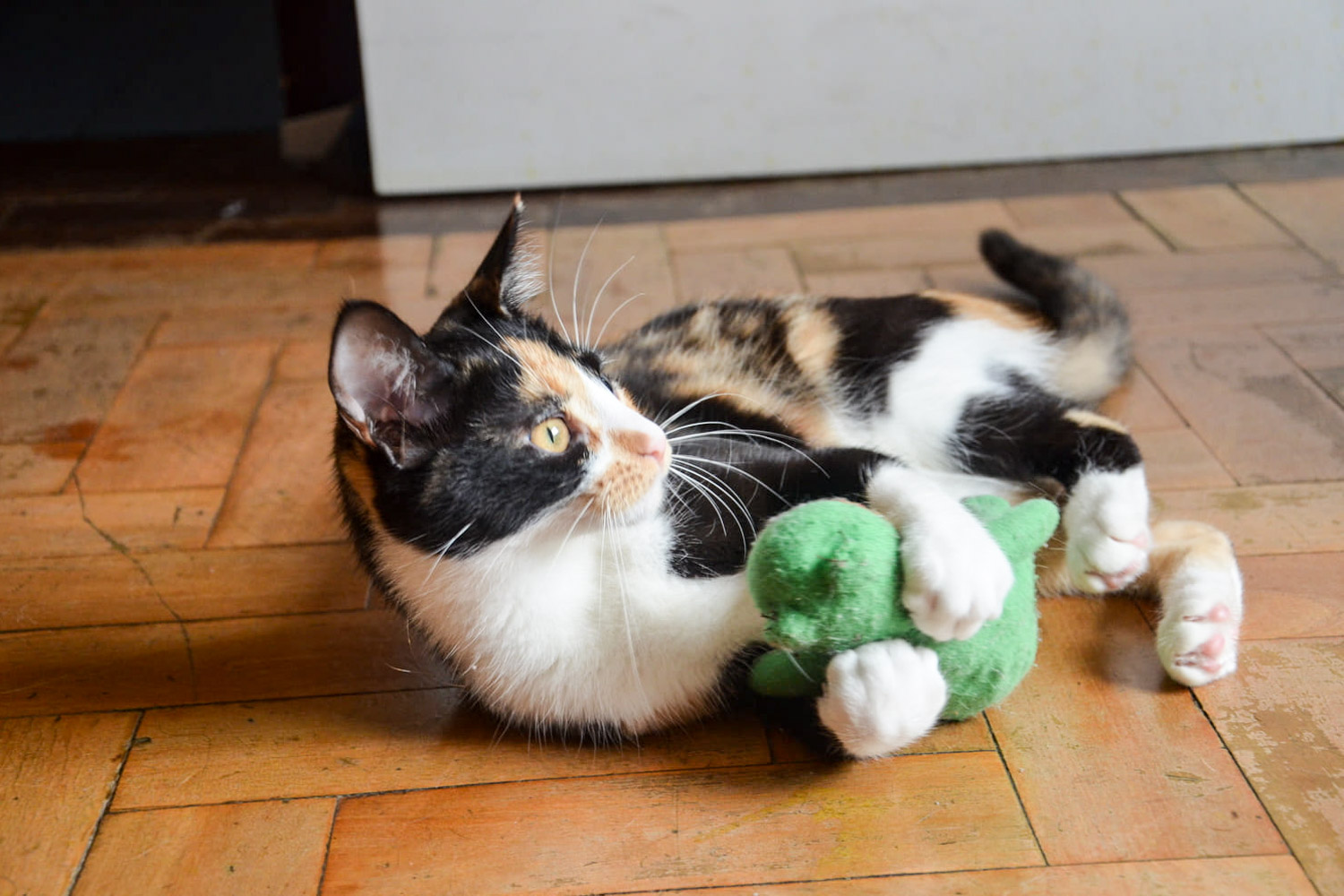Fotografia de uma gata busca ilustrar relação entre gatos e seus tutores, uma das alterações apontadas por pesquisadora da Veterinária/UFRGS