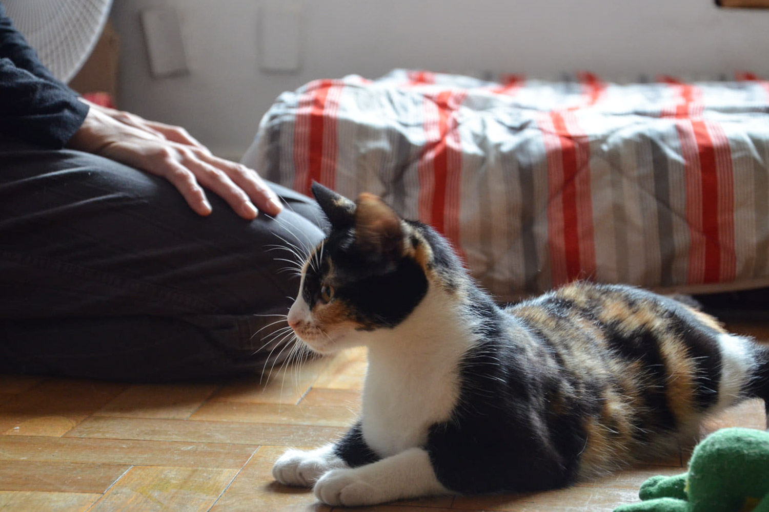 Fotografia de uma gata busca ilustrar relação entre gatos e seus tutores, uma das alterações apontadas por pesquisadora da Veterinária/UFRGS