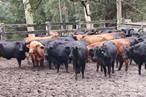Tecnologia pode ser usada para mensurar a qualidade da carne bovina antes do abate