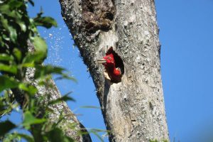 Pesquisa observa por 16 anos cavidades de ninhos em árvores na Mata Atlântica da Argentina