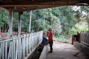 Em meio às mudanças climáticas, agricultura familiar é uma alternativa sustentável que fortalece a e...