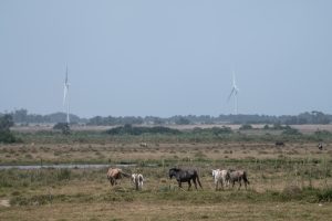 Transição energética justa está entrelaçada à preservação do bioma Pampa
