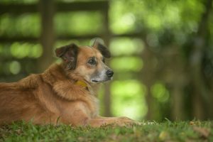 Crime previsto em lei, abandono de animais aumenta durante as festas de final de ano e férias escola...