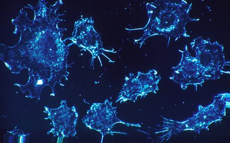 cells image