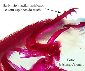 Parte do esqueleto da região anterior da cabeça de Ageneiosus militaris.
