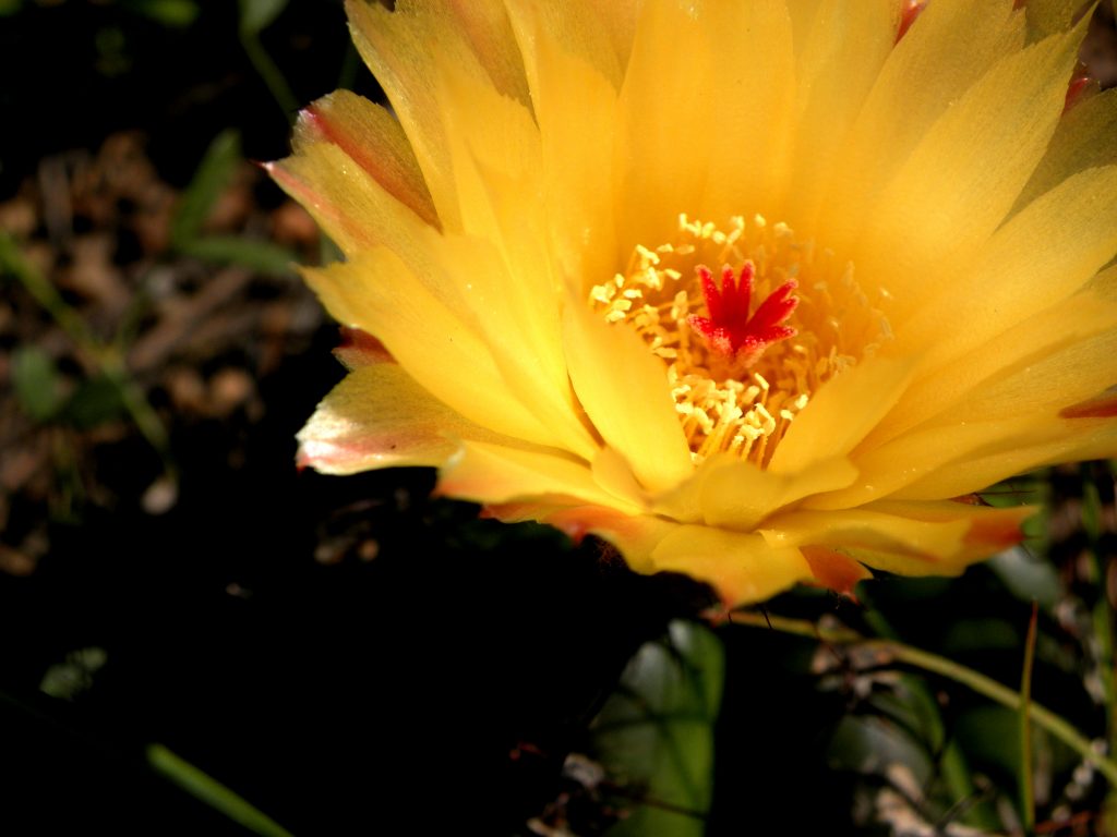 SAMSUNG DIGITAL CAMERA