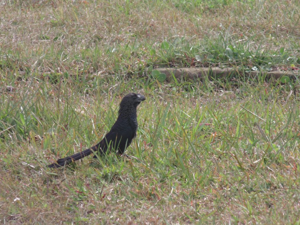 Anu-preto (Crotophaga ani). Foto: Marco Aurich.