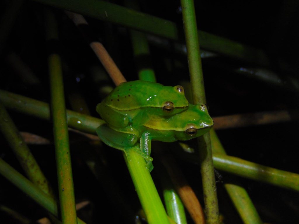 Sphaenorhincus caramaschii. Foto: Deivid Pereira