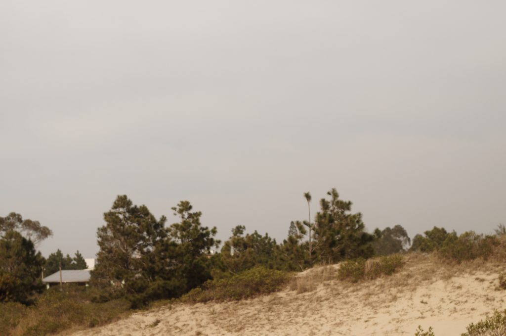 Pinus invadindo as dunas. Foto: Heitor Jardim