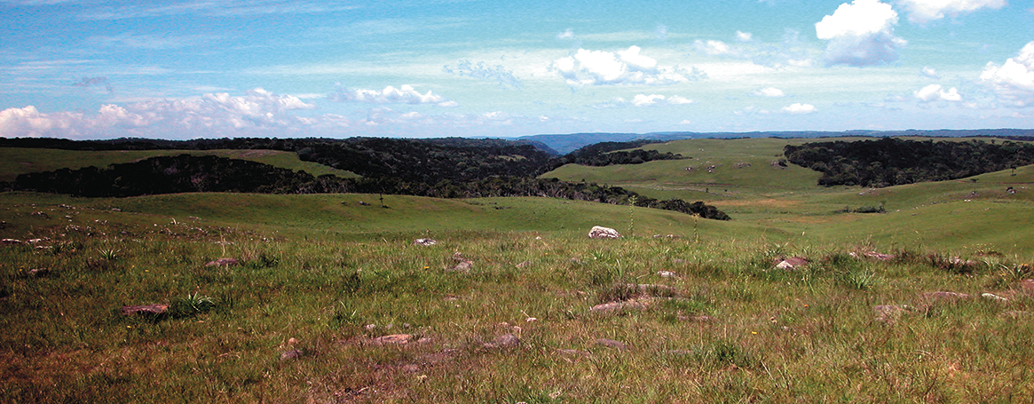 Campos Sulinos: conservação e uso sustentável da Biodiversidade