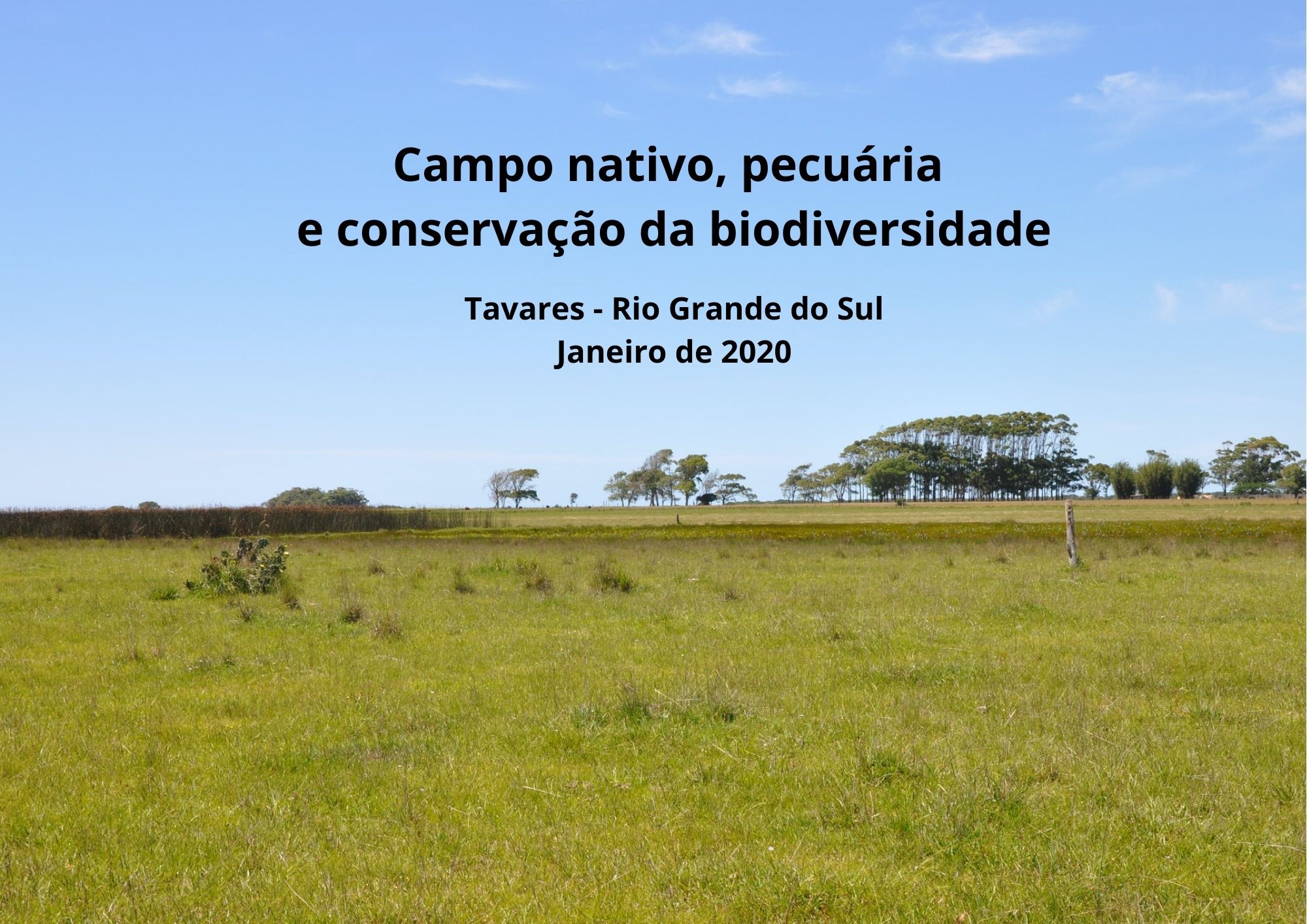 Qual o potencial produtivo do campo nativo?