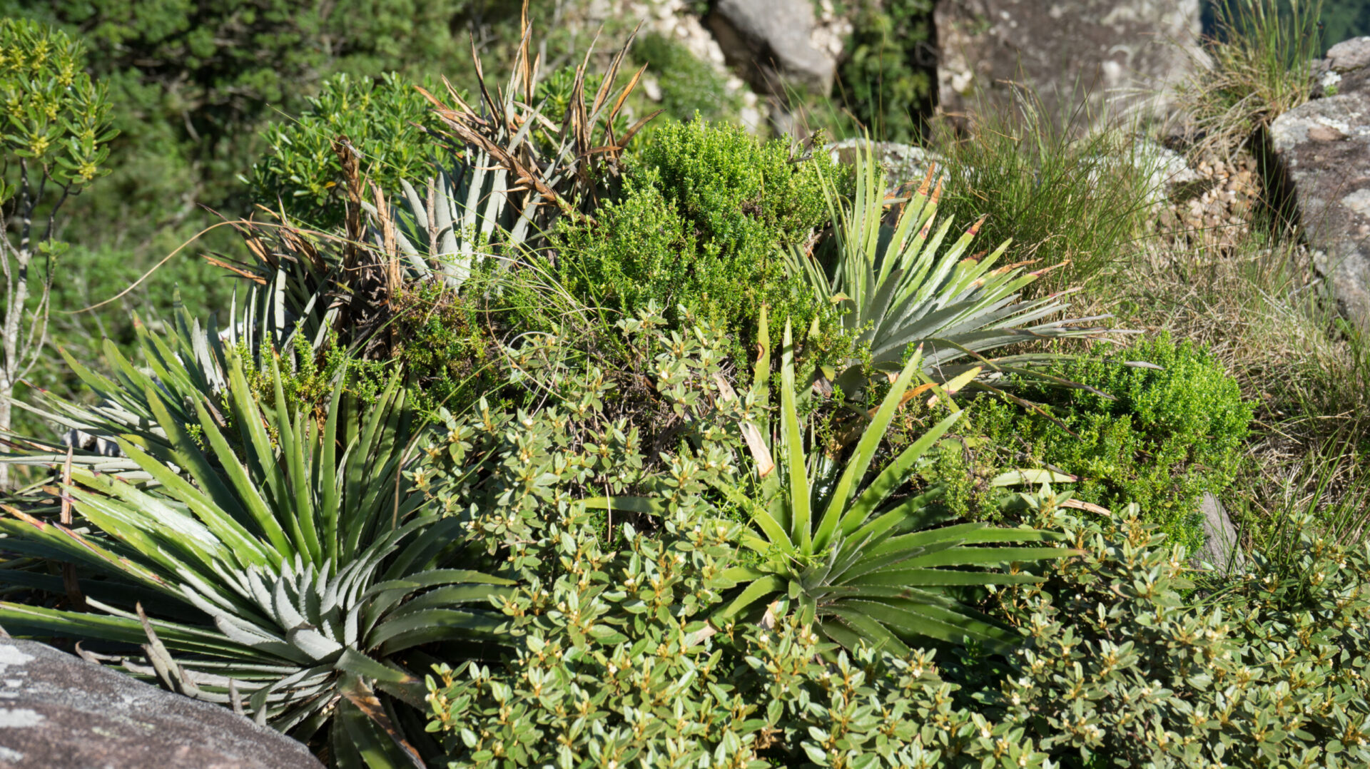 DSC_7029.JPG