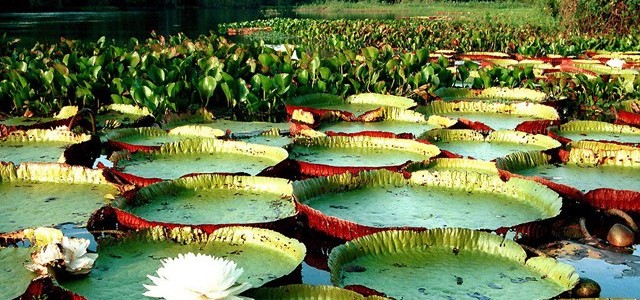 Entidades pedem reversão do decreto que regulamenta Lei da Biodiversidade