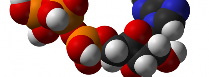 Estudos sobre metabolismo