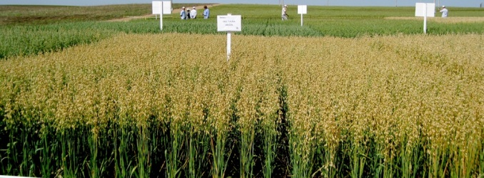 Estudos sobre o Melhoramento Genético de Cultivares de Aveia
