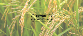 Obtenção de zeólitas de fontes renováveis
