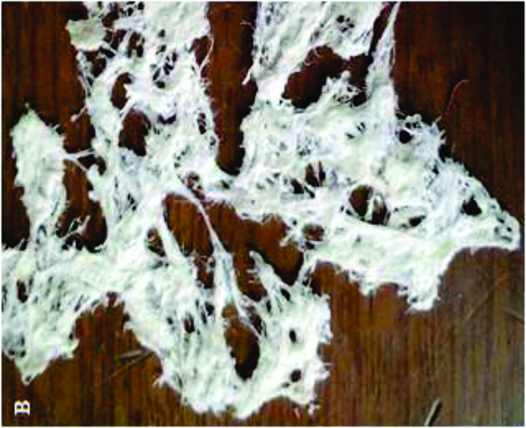 Material renovável biossorvente com múltiplas aplicações