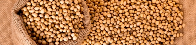 Genes codificadores para aumentar o valor nutricional de leguminosas