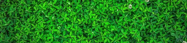 Desenvolvimento de plantas em condição de privação de fosfato