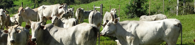 Antígeno para controle de carrapatos R. microplus