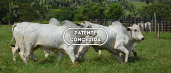 Processo de isomerização de óleos e gorduras de origem vegetal ou animal empregando sistemas multifásicos