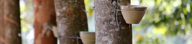 Método de análise para identificar coníferas com alta produção de resina