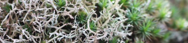Utilização de biomassa como filtro natural