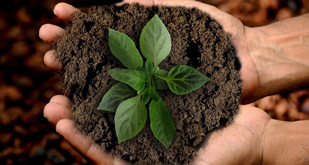 biodegradable plastic