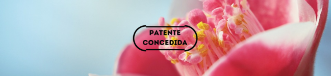 Processo de obtenção de extrato vegetal de catequinas a partir de plantas do gênero camellia