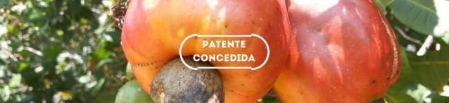 Processo de obtenção de um floculante biodegradável a partir de goma de cajueiro e seu uso para tratamento de águas e efluentes