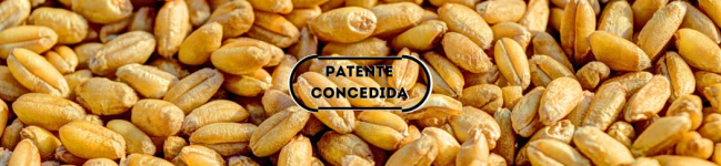 Tratamento de sementes através de inoculação bacteriana